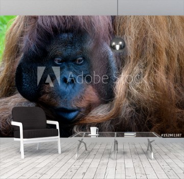 Picture of Orang-Utan Seitenblickportrait